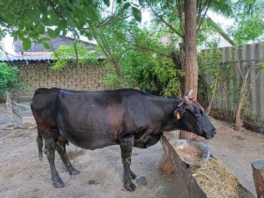 продаю музоо торпок корова самка бык самец айрширская ангус алатауская на забой для разведения на откорм племенные нетель привязанные: Сатам | Кунаажын, Уй (ургаачы) | Швиц, Голштин, Симментал | Бооз, Кунажын — 8