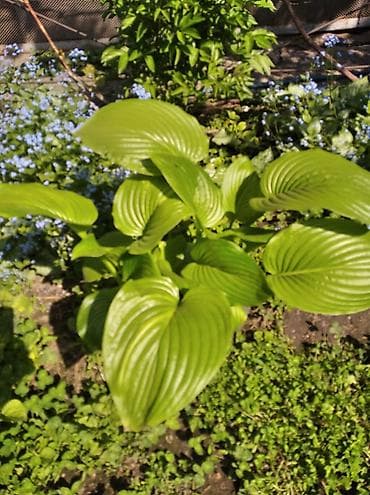 Хоста декоративная (зеленолистная) + брунера крупнолистная