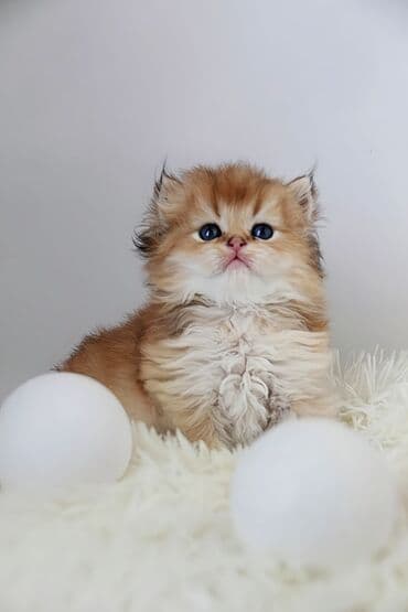 тайские кошки: Британская короткошёрстная, 1 месяц, Мальчик, Золотая шиншилла — 2