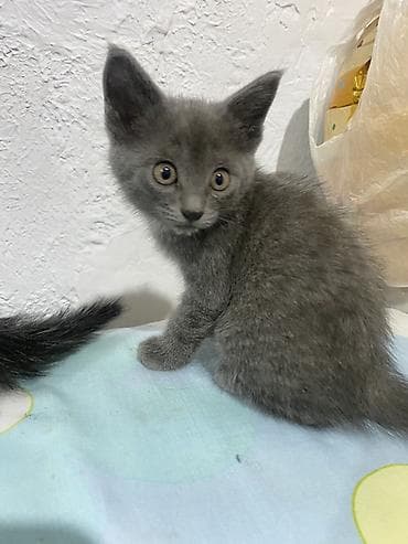 🐾 СРОЧНО ИЩУТ ЛЮБЯЩИЙ ДОМ! 🐾 Два очаровательных малыша мечтают