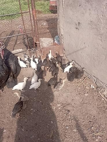 Продаю | Индюшата | Черный принц | На забой | Племенные at lalafo.kg Продаю | Индюшата | Черный принц | На забой | Племенные