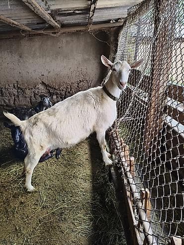 Продам с/х животных: Продаю | Козлёнок | Полукровка | Для разведения — 8