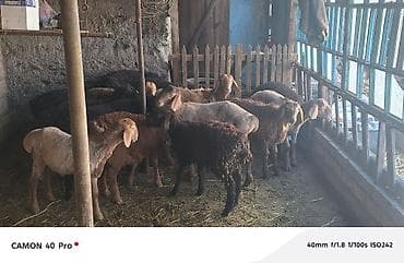 Үй жаныбарлары: Сатам | Кочкор (эркек) | Аргын | Көбөйтүү үчүн — 2