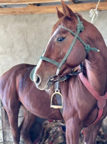 собака немецкая овчарка купить: Конные прогулки для любителей верховой езды. Не далеко от города — 1