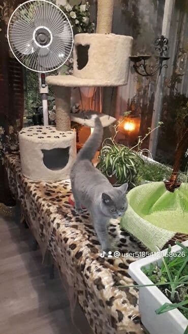 где купить домик для кошки: Для котиков и кошечек круглосуточная кото-гостиница г.Бишкек — 4