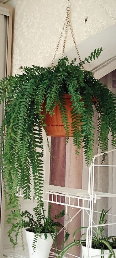 подвесные кресла: Пышный папоротник с густой листвой, подходящий для подвесного — 5