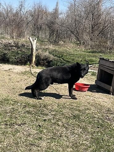 питбуль талас: Восточноевропейская собака — 3