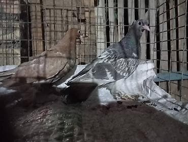 Продам голубей Пискунов 200 сом 1 шт