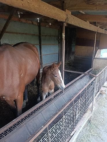 купить щенка французского бульдога: Продаю | Кобыла (самка) | Английская | Для разведения | Племенные — 7