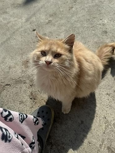 кошки на обувь: Пушистый кремовый кот с длинной шерстью и пышным хвостом. Окрас теплый — 1