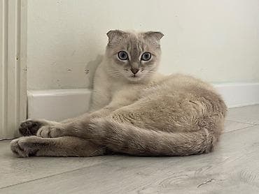 d cat: Скотиш Фолд (Шотландская вислоухая), 1 год, Девочка, Белый, Приучена к лотку, Проглистована, С прививками — 2
