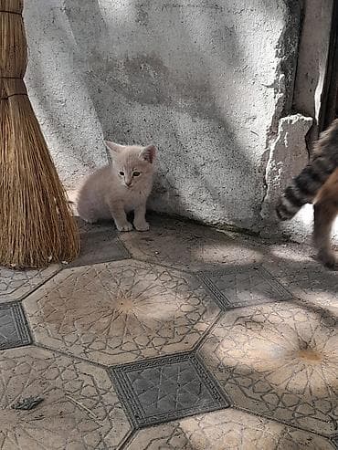 рыжие кошки: Котёнок светло-кремового окраса с тёмным пятнышком на передней лапке — 1