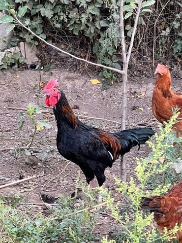 птицы попугаи: Сатам | Короздор | Көбөйтүү үчүн — 7