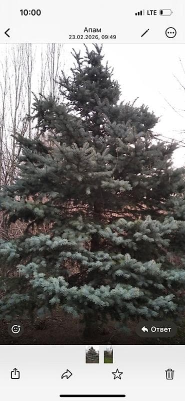 открытый бассейн: Саженцы деревьев: Ели — 1