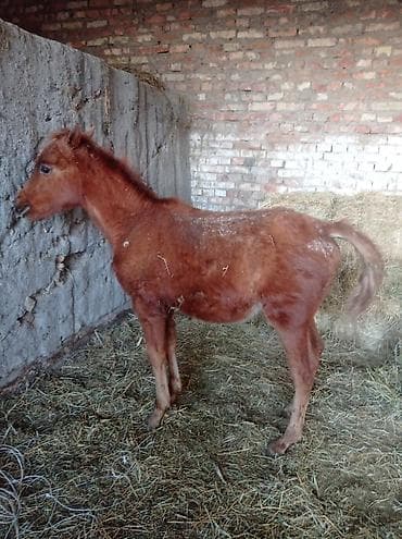 тай: Продаю | Жеребенок | Полукровка | Конный спорт — 2