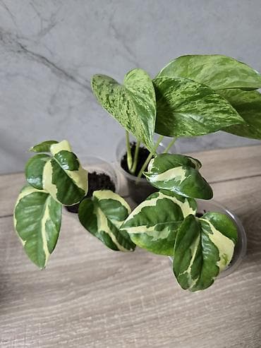 сингониум: Сциндапсусы,сансевиерии,сингониум Ред спот,сингиниум пинк бьюти — 9