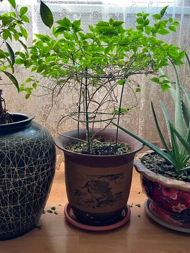 сколько стоят гипсофилы: Цветущее растение 3000 сом 2 штуки Дерево фикус 7000 сом Малочай 5000 — 5