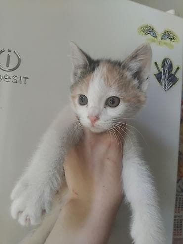 кошка рэгдолл: Кошка даром: Беспородная, 1 месяц, Девочка, Приучена к лотку — 6