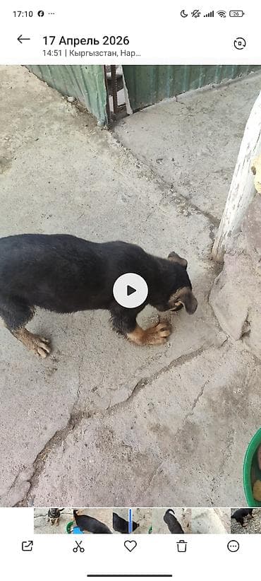 безпроводная мышь: Немецкая овчарка, 3 месяца, Самец, С прививкой — 3