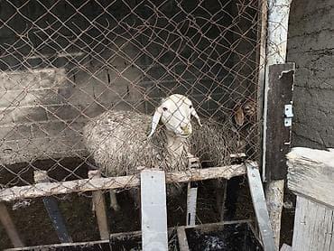 Күрптөр: Сатам | Козу | Көбөйтүү үчүн | Бычылган — 3