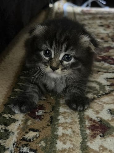 вислоухие котята купить: Шотландские вислоухие котята (Scottish Fold) Отдаю в добрые руки — 3
