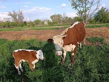 Продам с/х животных: Продаю | Корова (самка) | Герефорд | Для разведения | Привязанные — 9