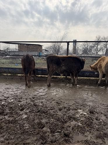 русская голубая кошка бишкек: Продаю | Бык (самец) — 9