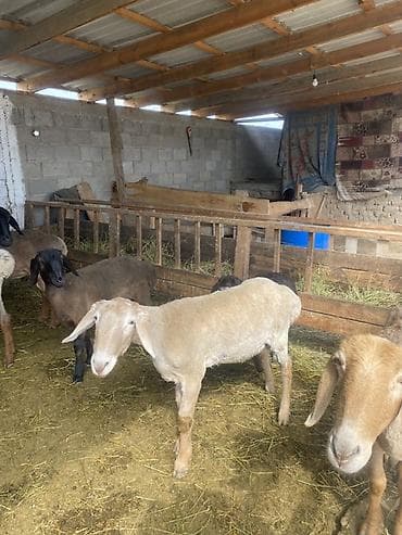 соль для животных: Продаю | Овца (самка) | Романовская | Для разведения | Матка — 6