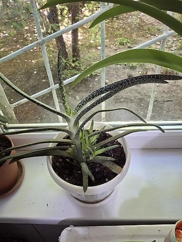 Суккулент Гастерия (Gasteria), взрослое растение в пластиковом горшке
