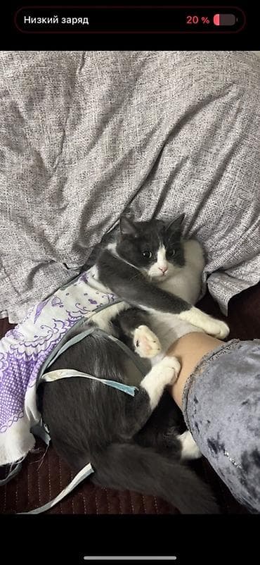 Мышыктар сатылат: Ургаачы, Лотокко барууга үйрөтүлгөн — 3