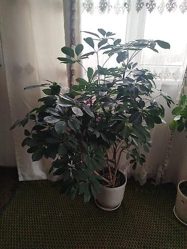 гүл койгуч: Шефлера крупные комнатные растения в напольных керамических горшках — 1