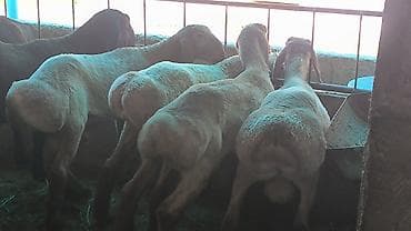 мультипу собака: Продаю | Баран (самец) | Арашан | Племенные — 5