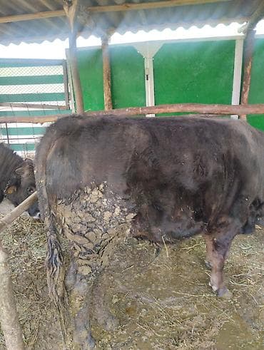 собака питбуль: Другие животные — 8