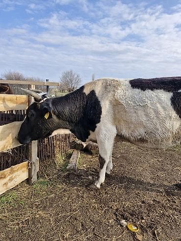 Башка жаныбарлар: Сатам | Уй (ургаачы) | Көбөйтүү үчүн — 3