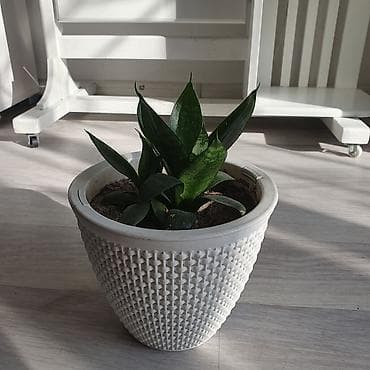 Продаются комнатные цветы Сенсевиерия, дешево Цветок неприхотливый