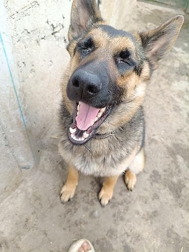 продам щенка немецкой овчарки: Немецкая овчарка, 1 месяц, Самка — 1