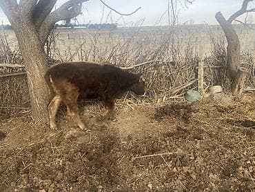 Продаю | Корова (самка), Музоо, торпок, Тёлка | Швицкая | На откорм | Племенные at lalafo.kg Продаю | Корова (самка), Музоо, торпок, Тёлка | Швицкая | На откорм | Племенные