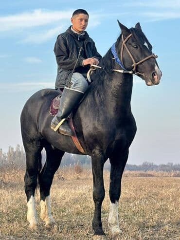 контейнер для животных: Продаю | Жеребец | Рабочий — 1