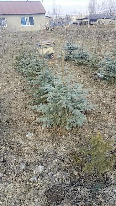 семена крапивы: Ель Голубая Ель — 2