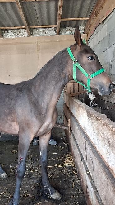 дом кошка: Продаю | Конь (самец), Жеребенок | Для разведения, Конный спорт — 4