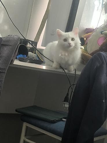 Услуги ветеринара: Белоснежная пушистая кошка с длинной шелковистой шерстью и густым — 7