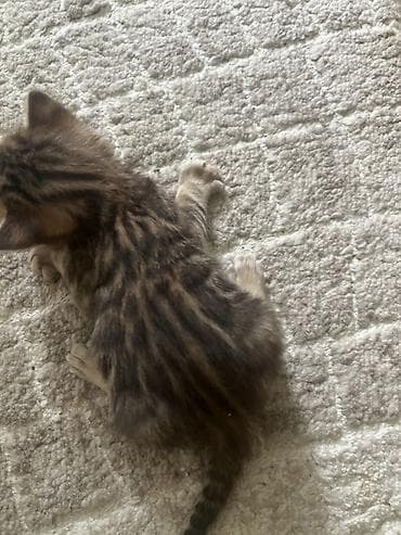 кот бенгальский: Бенгальские котенок 2 месяца с ярким розеточным окрасом — 4