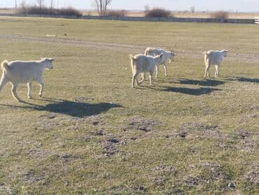 сколько стоит коза дойная купить: Продаю | Коза (самка) | На забой, Для молока — 4