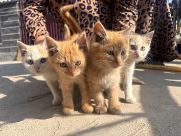 продам кота доска объявлений: Кошка даром: Беспородная, Девочка — 1