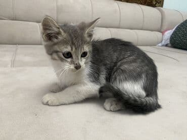 helix original цена в оше: Беспородная, 3 месяца, Мальчик, Серый, Приучена к лотку — 2