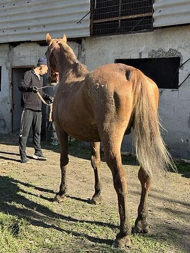 мелкашка тоз 8 цена: Продаю | Кобыла (самка) | Дончак | Племенные — 2