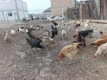 продаю телят: Продаю | Куры | Домашняя | Для разведения — 3