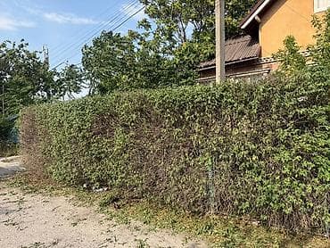Аймактарды жыйнап тазалоо: Живая изгородь/саженцы кустарников и хвойников для озеленения участка — 9