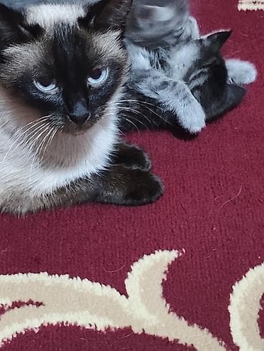 Вязка кошек: Котята домашние - На фото — пушистые котята серого и дымчатого окраса — 6