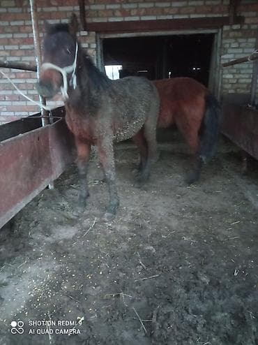 Продаю | Конь (самец) | На забой | Мерин